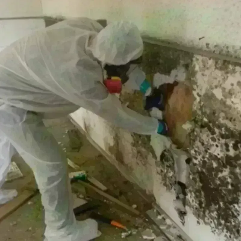 Mold Remediation and Removal in Springfield, OR